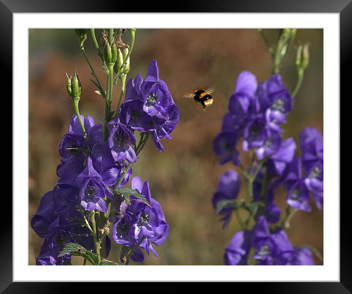 Bluebells and Bees Framed Mounted Print by pauline morris