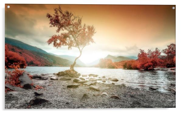 Lonely Tree Snowdonia Wales Llyn Padarn Acrylic by John Williams