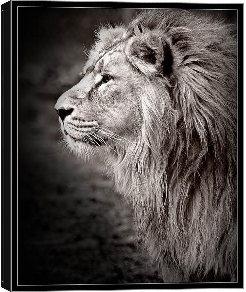 Majestic Canvas Print by Jeni Harney