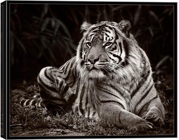 Tiger Mono Canvas Print by Jeni Harney