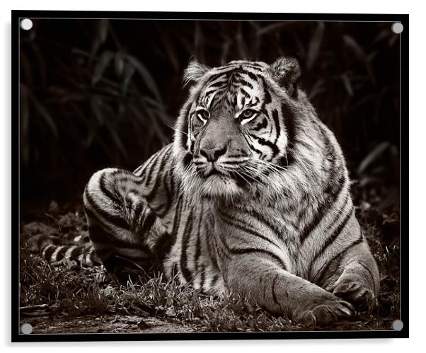 Tiger Mono Acrylic by Jeni Harney