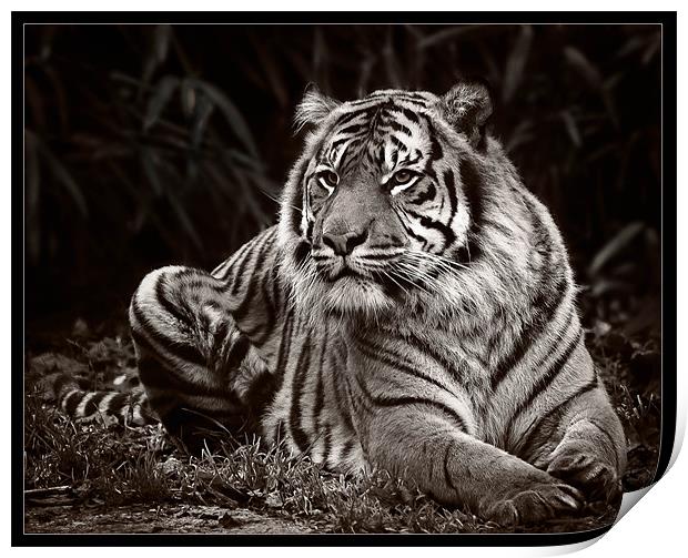 Tiger Mono Print by Jeni Harney