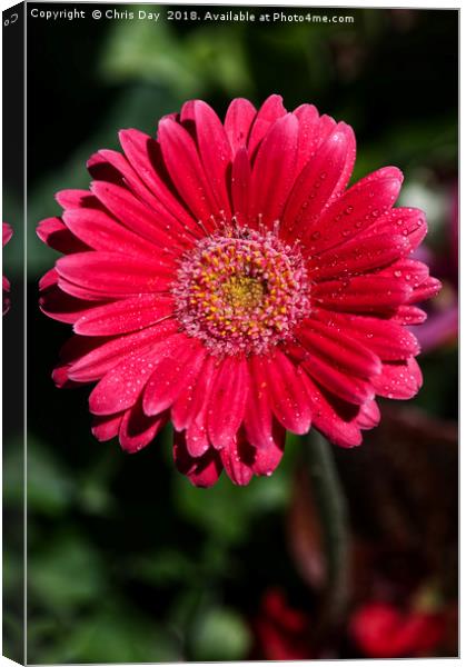 Pink Gerbera  Canvas Print by Chris Day