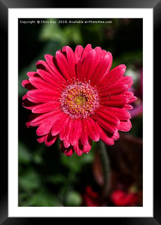 Pink Gerbera  Framed Mounted Print by Chris Day