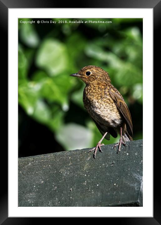 Juvenile Robin  Framed Mounted Print by Chris Day
