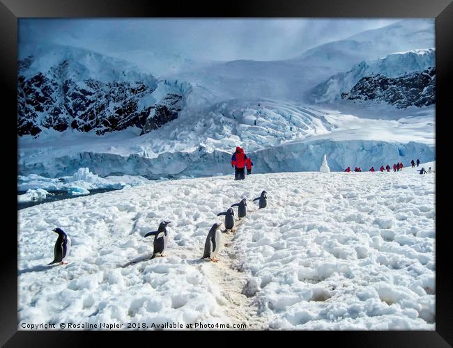 Antarctic Penguin Walk Framed Print by Rosaline Napier