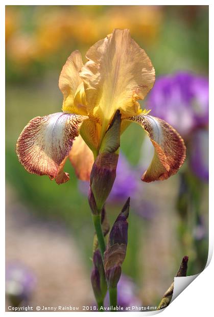 Magic Carpet.The Beauty of Irises Print by Jenny Rainbow