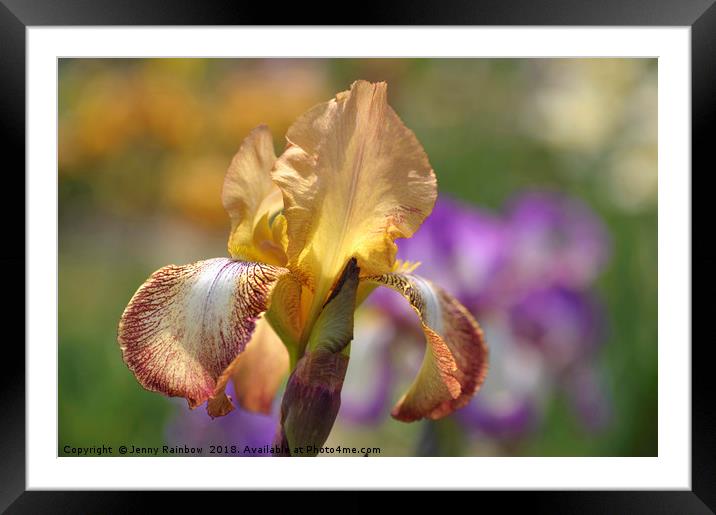 Magic Carpet 1.The Beauty of Irises Framed Mounted Print by Jenny Rainbow