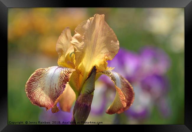 Magic Carpet 1.The Beauty of Irises Framed Print by Jenny Rainbow