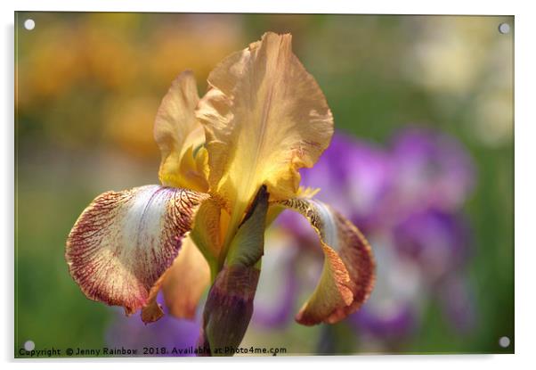 Magic Carpet 1.The Beauty of Irises Acrylic by Jenny Rainbow