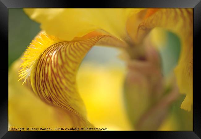Sepiagold.The Beauty of Irises Framed Print by Jenny Rainbow