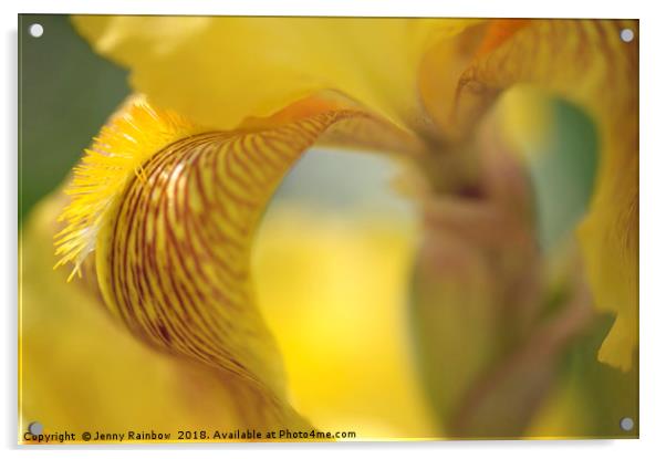 Sepiagold.The Beauty of Irises Acrylic by Jenny Rainbow