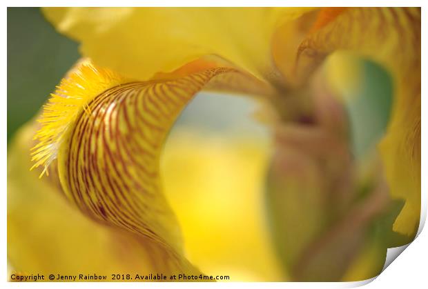 Sepiagold.The Beauty of Irises Print by Jenny Rainbow