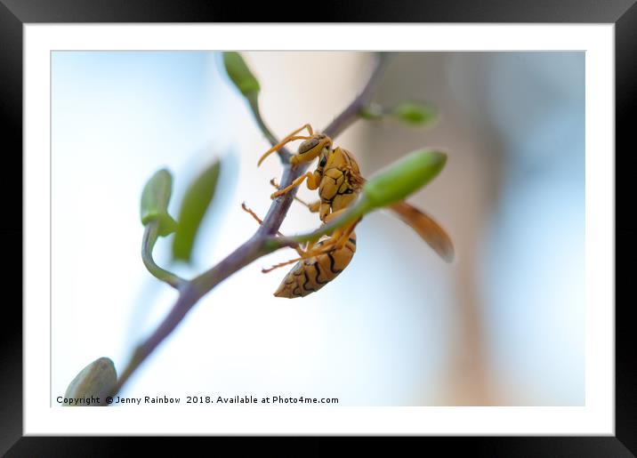 At Work. Busy Bee Framed Mounted Print by Jenny Rainbow