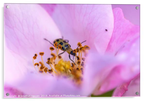 beetle in rose Acrylic by jonathan nguyen
