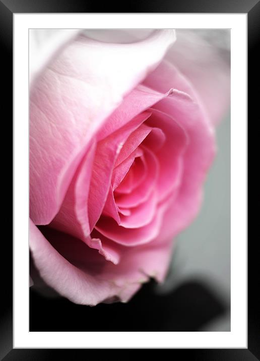 Pink Rose Framed Mounted Print by Doug McRae