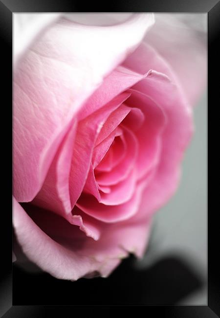 Pink Rose Framed Print by Doug McRae
