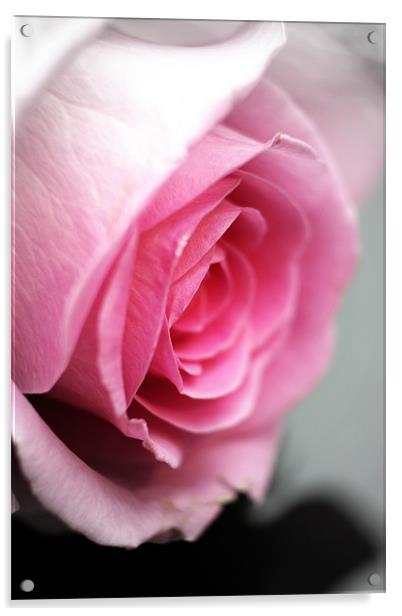 Pink Rose Acrylic by Doug McRae