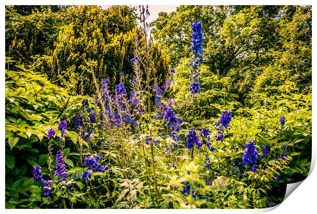 Flowers of Howick Hall Print by Naylor's Photography