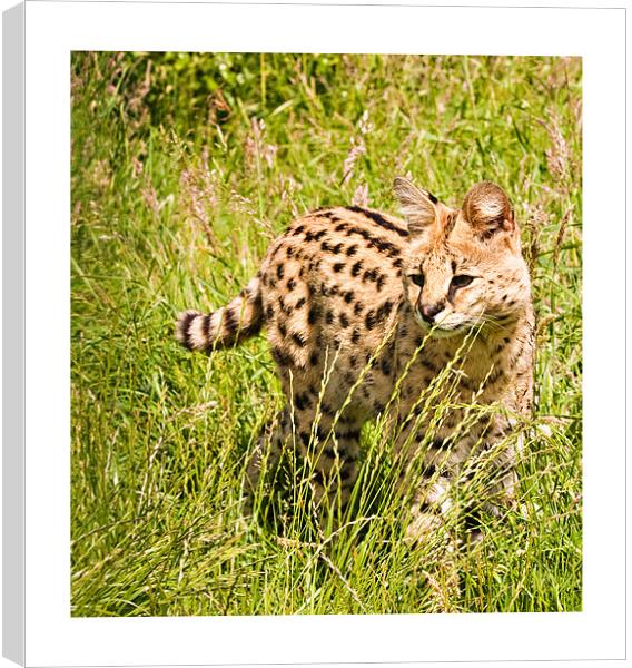 African Malawi Serval Canvas Print by Peter Wilson