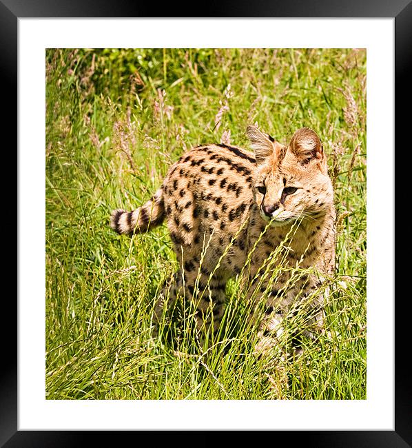 African Malawi Serval Framed Print by Peter Wilson