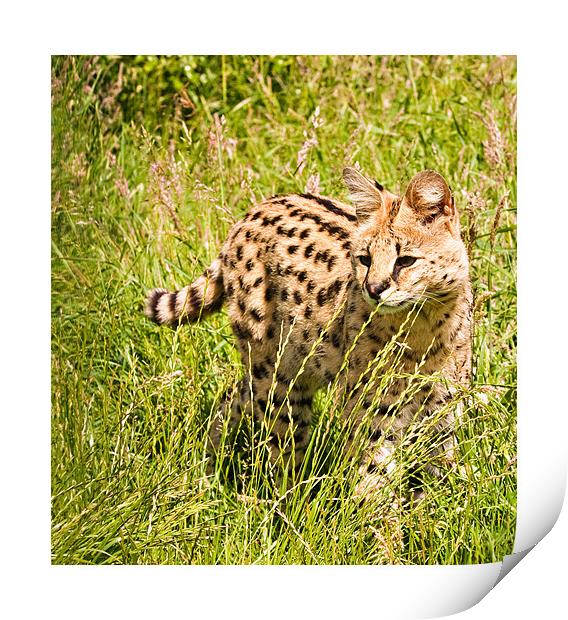 African Malawi Serval Print by Peter Wilson