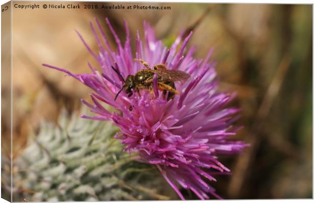 Bee On A Thistle Canvas Print by Nicola Clark
