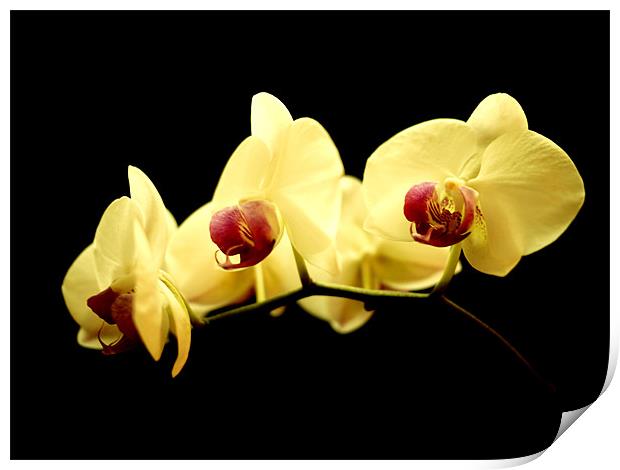Orchid Trio Print by Louise Godwin