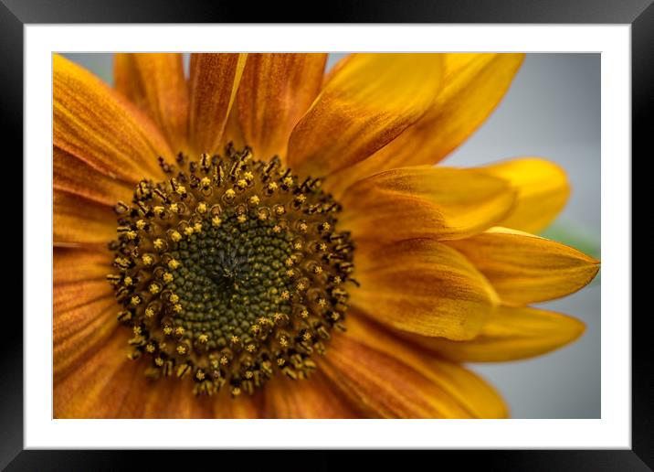 Sunflower in Red Framed Mounted Print by Roxane Bay