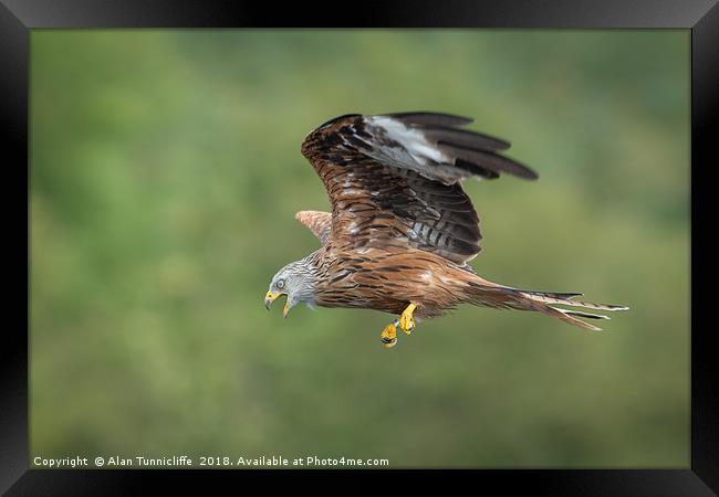 Red kite in flight Framed Print by Alan Tunnicliffe