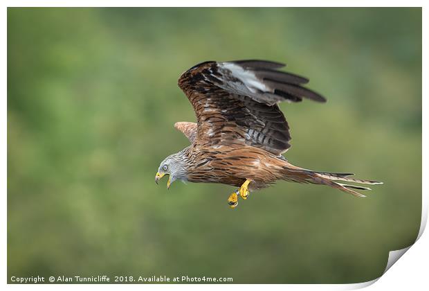 Red kite in flight Print by Alan Tunnicliffe
