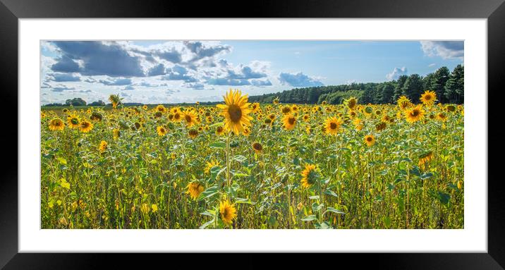 sunflower panoramic  Framed Mounted Print by Jason Thompson