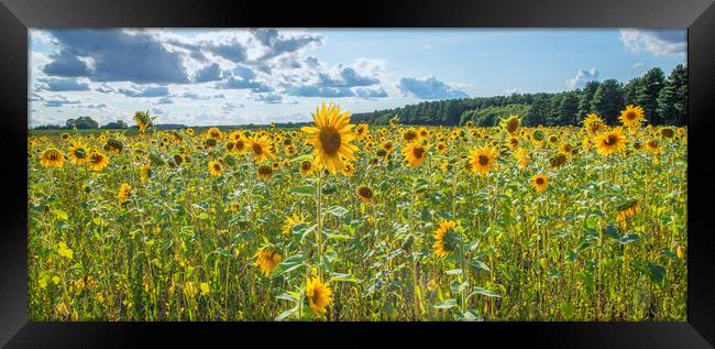 sunflower panoramic  Framed Print by Jason Thompson