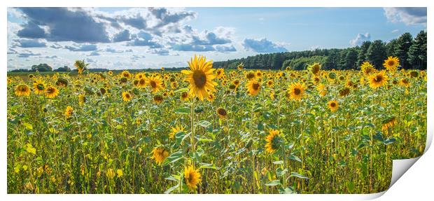 sunflower panoramic  Print by Jason Thompson