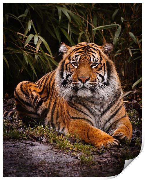 Sumatran Tiger Print by Jeni Harney