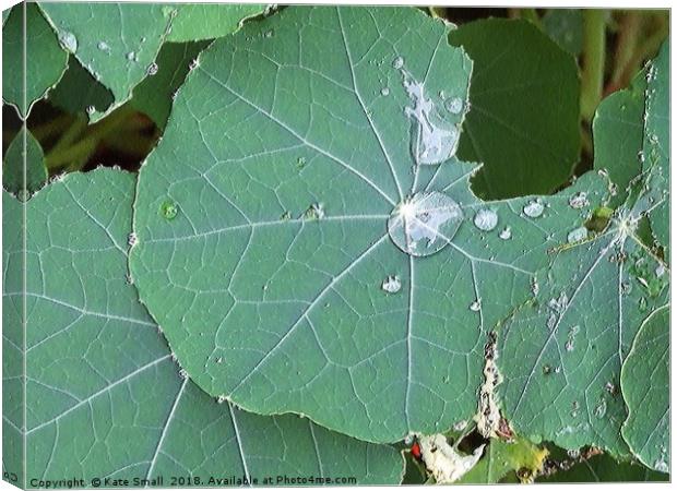 Nasturtium leaves Canvas Print by Kate Small