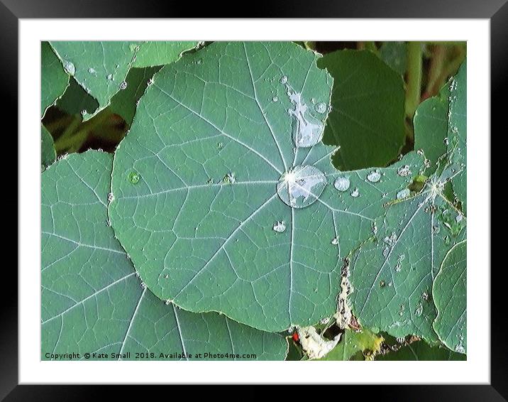 Nasturtium leaves Framed Mounted Print by Kate Small