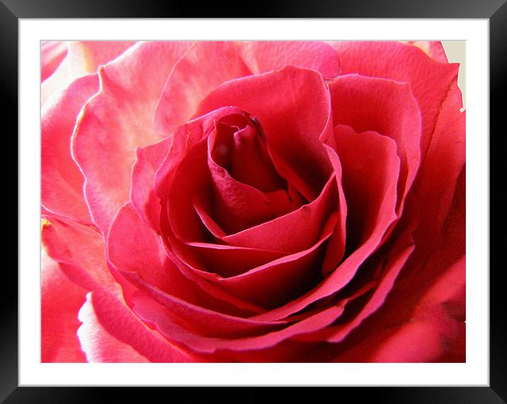 Roses For Love Framed Mounted Print by Jacqi Elmslie