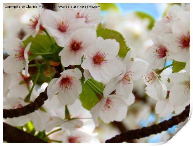 Cherry Blossom Tree Framed Photo Print Print by Cherise Man
