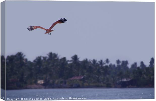 Brahimny Kite in Flight Kerala Canvas Print by Serena Bowles