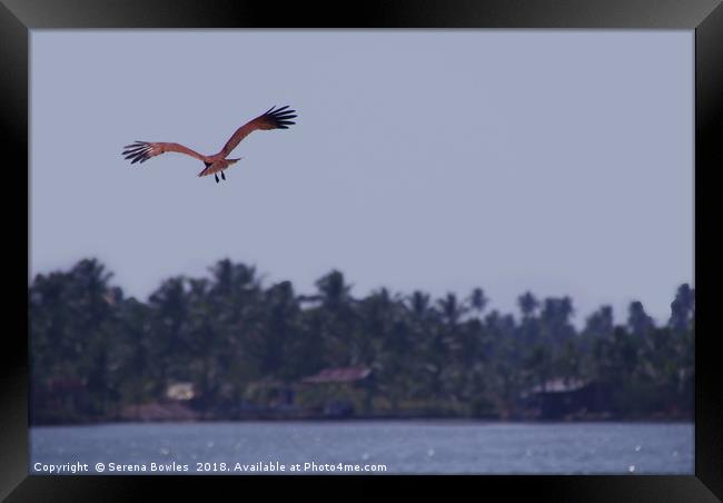 Brahimny Kite in Flight Kerala Framed Print by Serena Bowles