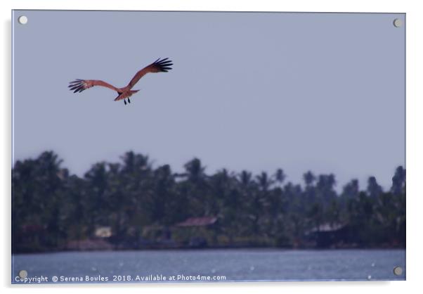Brahimny Kite in Flight Kerala Acrylic by Serena Bowles