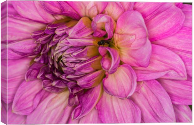 Pink Dahlia 1 Canvas Print by Steve Purnell