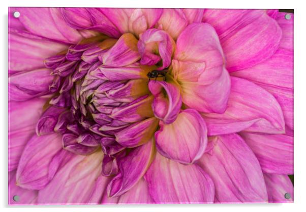Pink Dahlia 1 Acrylic by Steve Purnell