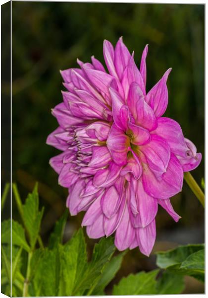 Pink Dahlia 2 Canvas Print by Steve Purnell