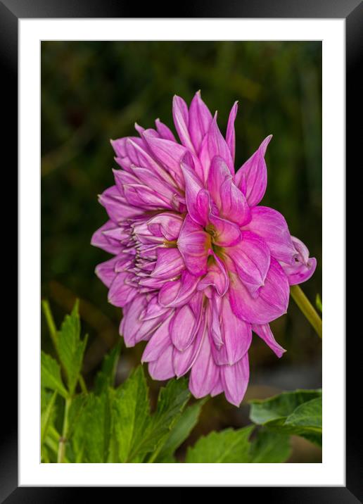 Pink Dahlia 2 Framed Mounted Print by Steve Purnell