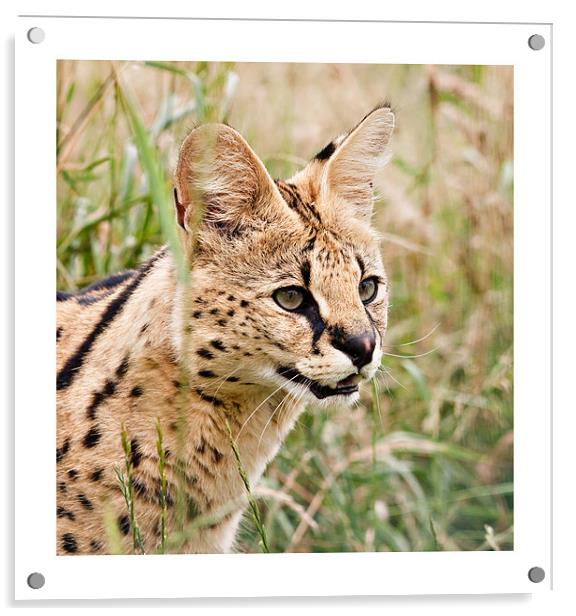 African Malawi Serval Acrylic by Peter Wilson