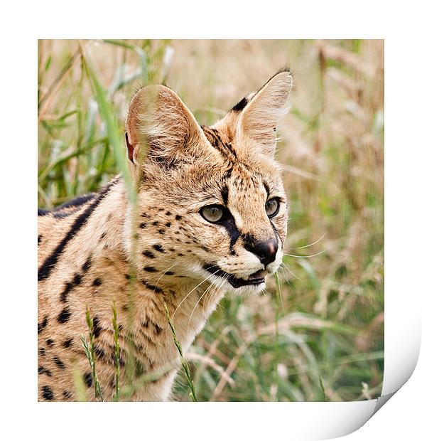 African Malawi Serval Print by Peter Wilson