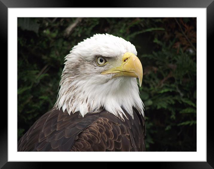 Eagle Framed Mounted Print by kelly Draper