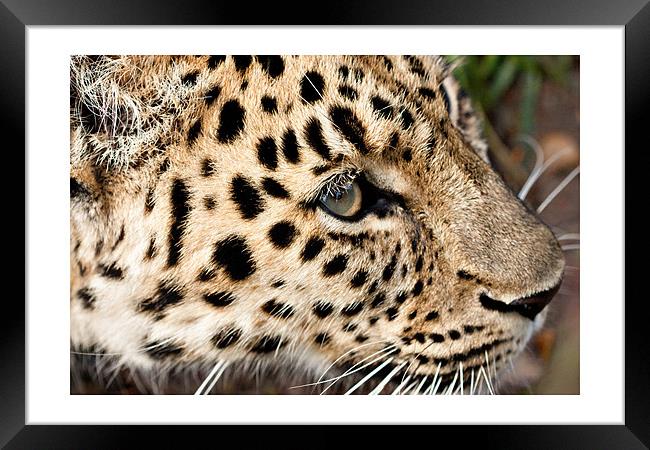 Amur Leopard Framed Print by Peter Wilson